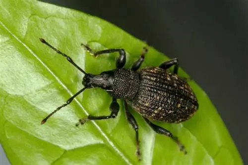 privet pests makakapal ang bibig weevils