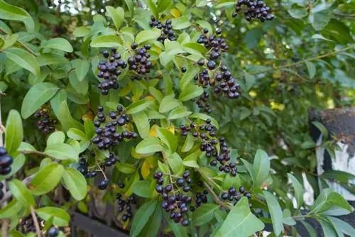 Disadvantages of Privet: What you need to consider