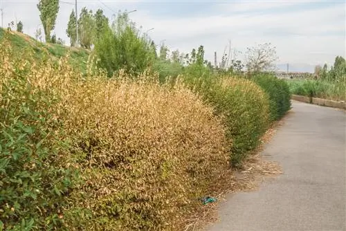 Ligustrum se osušio? Kako učinkovito riješiti problem