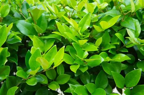 Privet vs. Boxwood: айырмачылыктар жана сунуштар