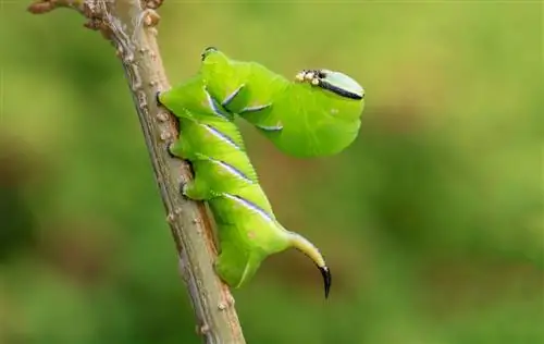 privet pest caterpillars