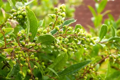 privet watering