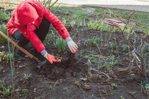 Lelijų perkėlimas: žingsnis po žingsnio į naują vietą