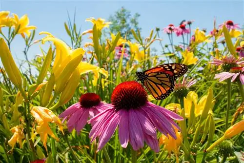 plantas acompañantes para lirios