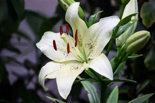 Lilies: lub ntsiab lus thiab lub cim ntawm lub paj ntau yam