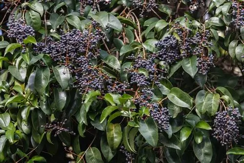 kuondoa berries privet