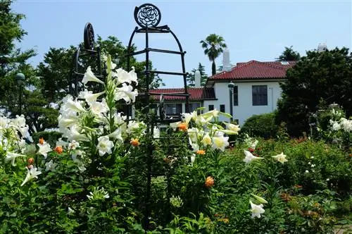 Rosas y lirios: ¿cómo los combino en el jardín?