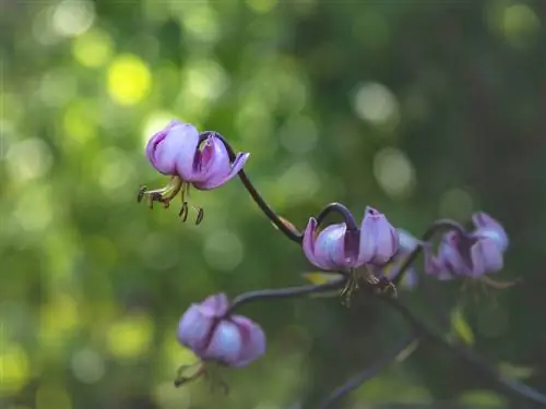 kivuli cha lily