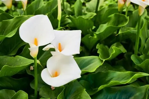 Fascinerende blomster, der ligner liljer bedragerisk