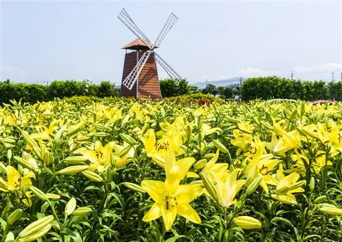 lily season