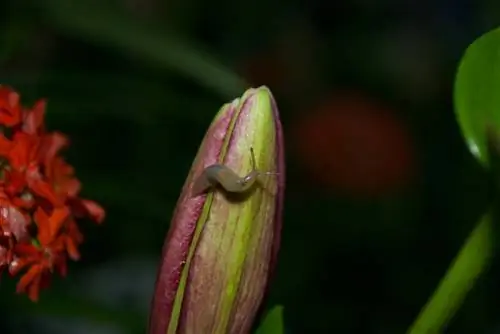 Melindungi bunga lili dari siput: Tips & trik efektif