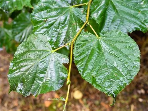 Watering the linden tree: When, how and with what to care for the tree?