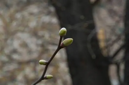 Linden tree and buds: Everything about the spring phenomenon