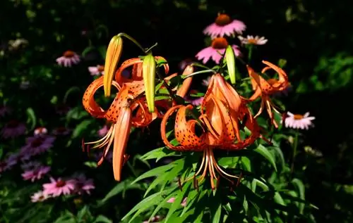 Flores adecuadas para lirios: diseño de camas y consejos para el ramo