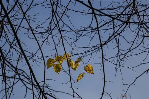 Le tilleul perd ses feuilles : attaque fongique, tétranyques, etc