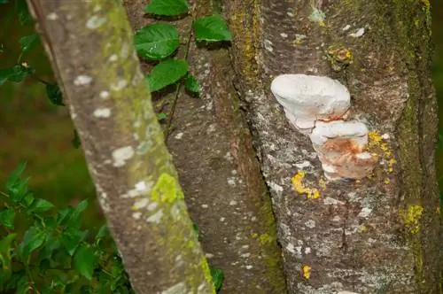 Pokok Linden menunjukkan penyakit pada batangnya? Beginilah cara anda bertindak balas dengan betul