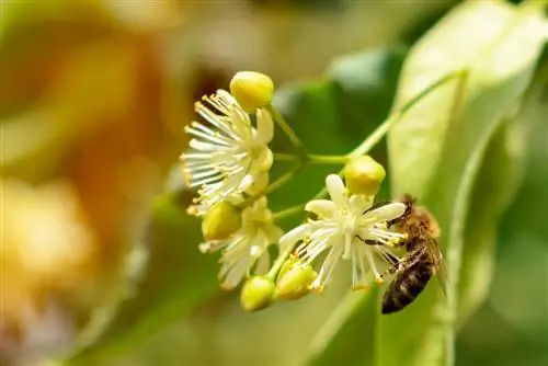 Pohon Linden dan lebah: hubungan penting dalam ekosistem