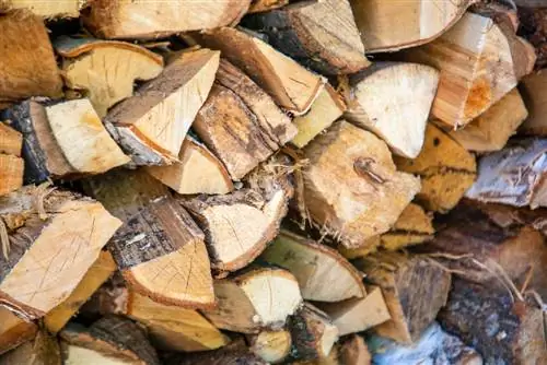 linden firewood