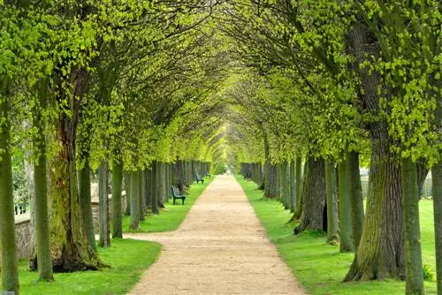 Linde-in-Spring