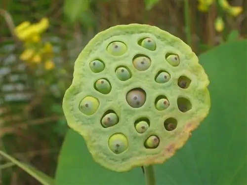 lotus flower holes