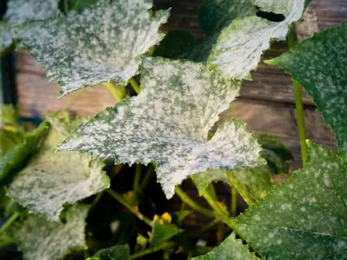 Mildew and cucumbers: how to tell if they are edible?