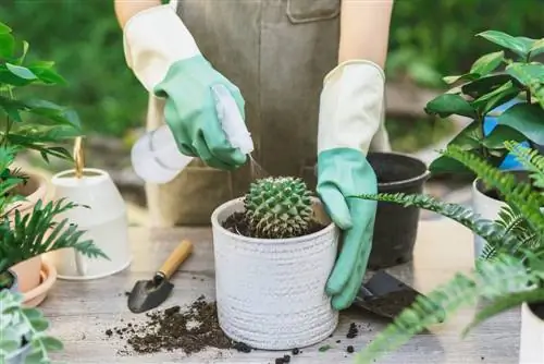 Ukungu kwenye cactus: Nini cha kufanya ili kukabiliana nayo kwa ufanisi?