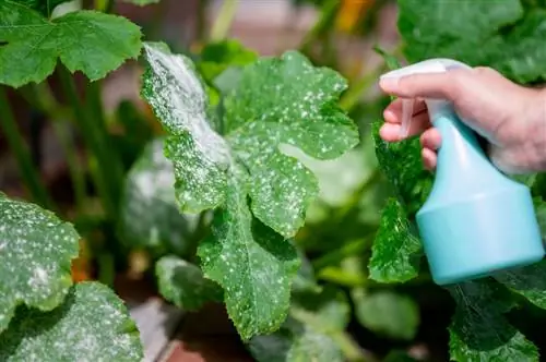 zucchini mildew resistant