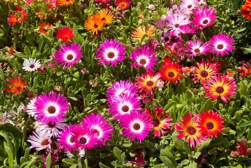 Midday flower seed harvesting