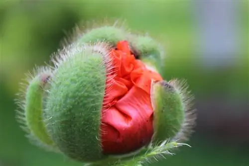 poppy bud