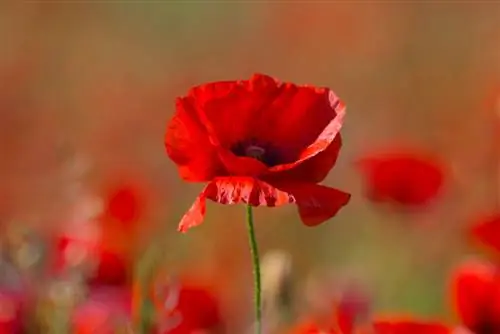 poppy meaning