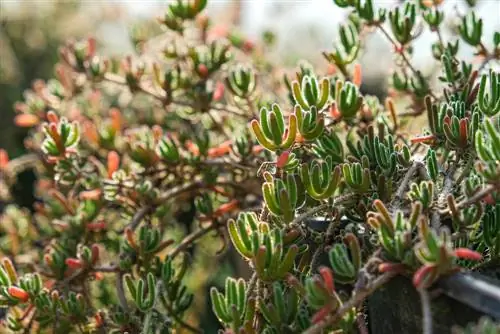 L'usine à glace ne fleurit pas ? Causes et solutions