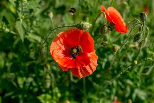 Poppies na nyuki: Malisho muhimu ya nyuki kwenye bustani