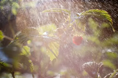 Mildiou sur les framboises : symptômes, causes et solutions