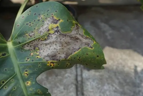 μανιτάρι monstera