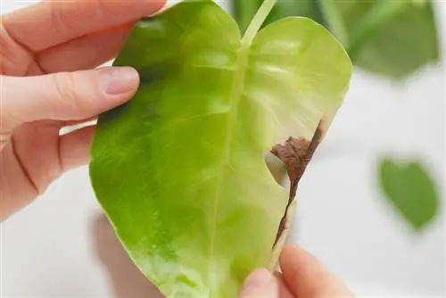 Rolling up Monstera leaves: care errors or pests?