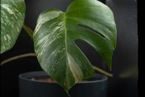 monstera বড় হয় না