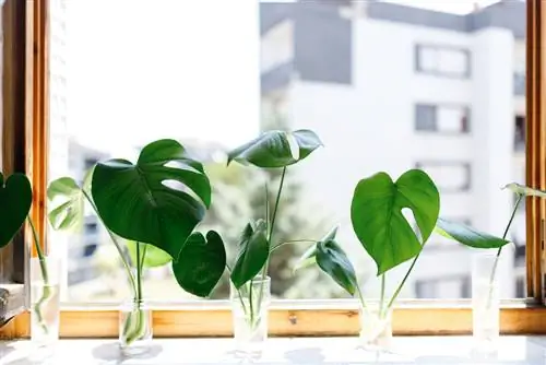 ข้อบกพร่องของหน่อ Monstera