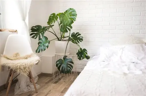 monstera bedroom