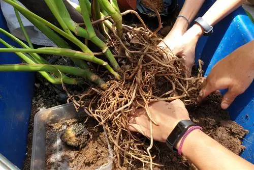 selamatkan monstera