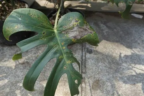 Monstera ቡናማ ነጠብጣብ ያለው? መንስኤዎች እና መፍትሄዎች