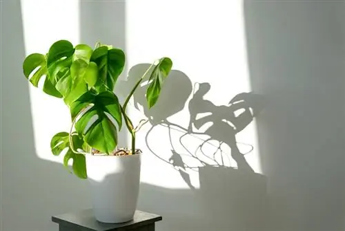 monstera-n'obtient pas-de-nouvelles-feuilles