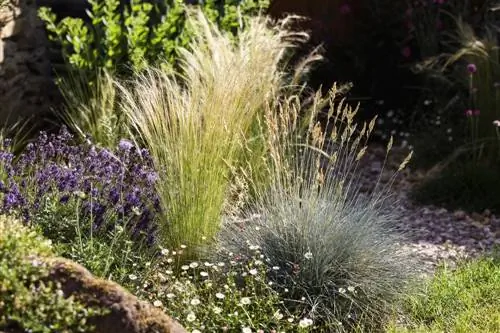 Combina festuca blava: companys ideals de plantes al jardí