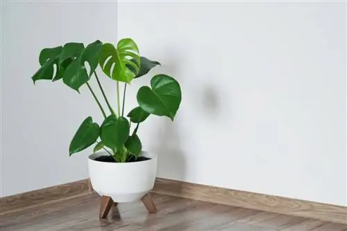 monstera kölgəsi