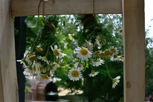 Secagem de margaridas: é assim que você consegue flores decorativas