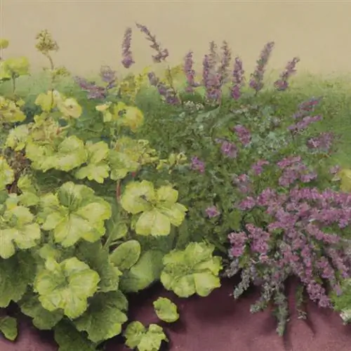 Combine lady's mantle with lavender in the bed