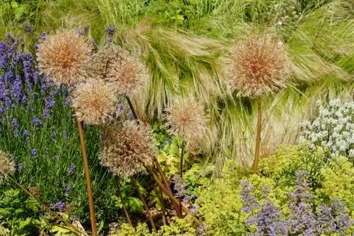 Kombinacija Lady's Mantle: Prekrasni partneri i ideje za sadnju