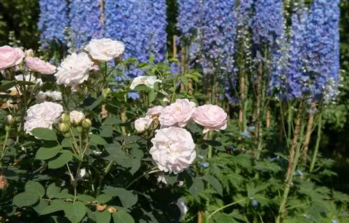 ground cover roses-combine