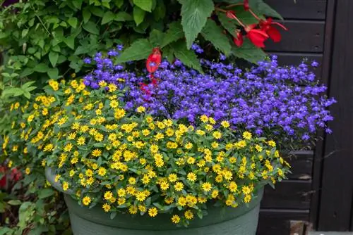 Botones de húsar en el jardín: descubre combinaciones creativas