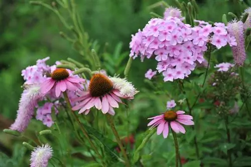 Combinando coneflowers: amigos florescendo para o final do verão