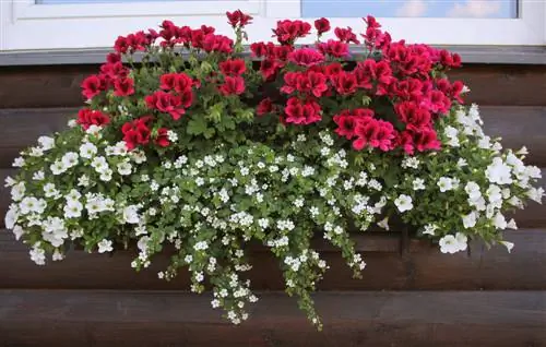 combinación de flores y copos de nieve